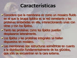 Características
Considera que la membrana es como un mosaico fluido
en el que la bicapa lipídica es la red cemetante y las
proteínas embebidas en ella, interaccionando unas con
otras y con los lípidos.
Tanto las proteínas como los lípidos pueden
desplazarse lateralmente.
Los lípidos y las proteínas integrales se hallan
dispuestos en mosaico.
Las membranas son estructuras asimétricas en cuanto
a la distribución fundamentalmente de los glúcidos,
que sólo se encuentran en la cara externa.
 