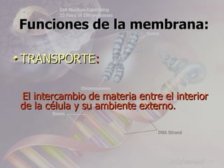 Funciones de la membrana:

TRANSPORTE:

El intercambio de materia entre el interior
de la célula y su ambiente externo.
 