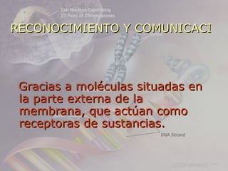 RECONOCIMIENTO Y COMUNICACIÓN




 Gracias a moléculas situadas en
 la parte externa de la
 membrana, que actúan como
 receptoras de sustancias.
 