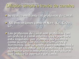 Difusión simple a través de canales

Se realiza mediante las proteínas de canal.

Así entran iones como el Na+, K+, Ca2+,
Cl-.

Las proteínas de canal son proteínas con
un orificio o canal interno, cuya apertura
está regulada, por ejemplo por ligando,
como ocurre con neurotransmisores u
hormonas, que se unen a una determinada
región, el receptor de la proteína de canal,
que sufre una transformación estructural
que induce la apertura del canal.
 