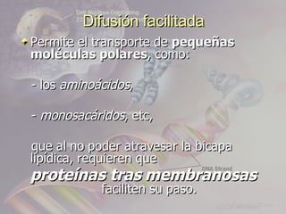 Difusión facilitada
Permite el transporte de pequeñas
moléculas polares, como:

- los aminoácidos,

- monosacáridos, etc,

que al no poder atravesar la bicapa
lipídica, requieren que
proteínas tras membranosas
            faciliten su paso.
 