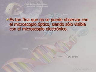 Es tan fina que no se puede observar con
el microscopio óptico, siendo sólo visible
con el microscopio electrónico.
 