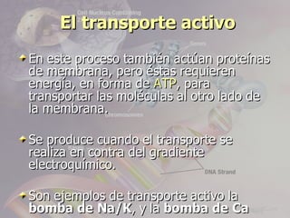 El transporte activo
En este proceso también actúan proteínas
de membrana, pero éstas requieren
energía, en forma de ATP, para
transportar las moléculas al otro lado de
la membrana.

Se produce cuando el transporte se
realiza en contra del gradiente
electroquímico.

Son ejemplos de transporte activo la
bomba de Na/K, y la bomba de Ca
 
