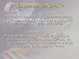 La bomba de Na+/K+

Requiere una proteína transmembranosa
que bombea Na+ hacia el exterior de
la membrana y K+ hacia el interior.


 Esta proteína actúa contra el gradiente
gracias a su actividad como ATP-asa, ya
que rompe el ATP para obtener la energía
necesaria para el transporte.
 