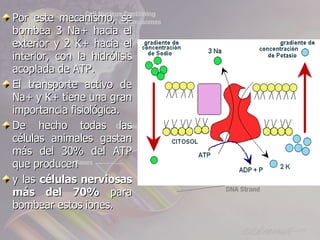 Por este mecanismo, se
bombea 3 Na+ hacia el
exterior y 2 K+ hacia el
interior, con la hidrólisis
acoplada de ATP.
El transporte activo de
Na+ y K+ tiene una gran
importancia fisiológica.
De hecho todas las
células animales gastan
más del 30% del ATP
que producen
y las células nerviosas
más del 70% para
bombear estos iones.
 