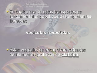 En cualquiera de estos transportes es
fundamental el papel que desempeñan las
llamadas

        vesículas revestidas


Estas vesículas se encuentran rodeadas
de filamentos proteicos de clatrina.
 