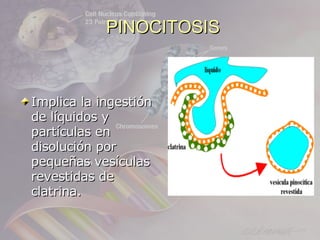 PINOCITOSIS



Implica la ingestión
de líquidos y
partículas en
disolución por
pequeñas vesículas
revestidas de
clatrina.
 