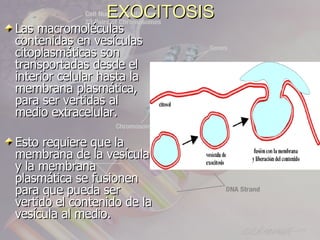 EXOCITOSIS
Las macromoléculas
contenidas en vesículas
citoplasmáticas son
transportadas desde el
interior celular hasta la
membrana plasmática,
para ser vertidas al
medio extracelular.

Esto requiere que la
membrana de la vesícula
y la membrana
plasmática se fusionen
para que pueda ser
vertido el contenido de la
vesícula al medio.
 