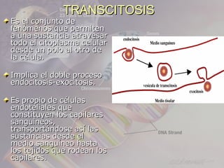 TRANSCITOSIS
Es el conjunto de
fenómenos que permiten
a una sustancia atravesar
todo el citoplasma celular
desde un polo al otro de
la célula.

Implica el doble proceso
endocitosis-exocitosis.

Es propio de células
endoteliales que
constituyen los capilares
sanguineos,
transportándose así las
sustancias desde el
medio sanguíneo hasta
los tejidos que rodean los
capilares.
 