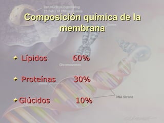Composición química de la
       membrana


Lípidos     60%

Proteínas   30%

Glúcidos    10%
 