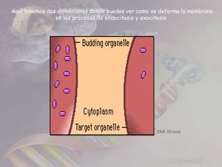 Aquí tenemos dos animaciones donde puedes ver como se deforma la membrana
                en los procesos de endocitosis y exocitosis
 