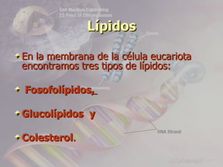 Lípidos

En la membrana de la célula eucariota
encontramos tres tipos de lípidos:

Fosofolípidos,

Glucolípidos y

Colesterol.
 