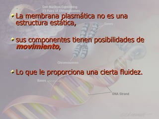 La membrana plasmática no es una
estructura estática,

sus componentes tienen posibilidades de
movimiento,


Lo que le proporciona una cierta fluidez.
 