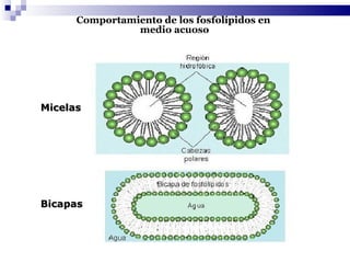 Comportamiento de los fosfolípidos en  medio acuoso Micelas Bicapas 