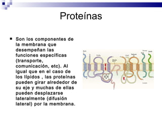 Proteínas Son los componentes de la membrana que desempeñan las funciones específicas (transporte, comunicación, etc). Al igual que en el caso de los lípidos , las prote í nas pueden girar alrededor de su eje y muchas de ellas pueden desplazarse lateralmente (difusión lateral) por la membrana.  