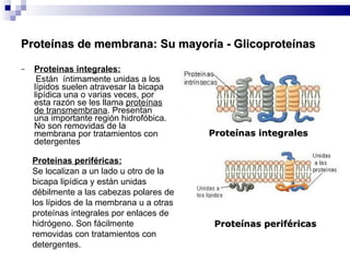 Proteínas de membrana:   Su mayoría - Glicoproteínas Proteinas integrales: Están  í nt i mamente   unidas a los lípidos suelen atravesar la bicapa lipídica una o varias veces, por esta razón se les llama  proteínas de transmembrana .  Presentan una importante región hidrofóbica. No son removidas de la membrana por tratamientos con detergentes Proteínas integrales Proteínas periféricas Proteínas periféricas: Se localizan a un lado u otro de la bicapa lipídica y están unidas d é bilmente a las cabezas polares de los lípidos de la membrana u a otras prote í nas integrales por enlaces de hidrógeno . Son fácilmente removidas con tratamientos con detergentes. 