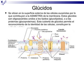 Glúcidos Se sit ú an en la superficie externa de las células eucariotas por lo que contribuyen a la ASIMETRÍA de la membrana. Estos glúcidos son oligosacáridos unidos a los lípidos (glucolípidos), o a las proteínas (glucoproteínas). Esta cubierta de glúcidos  permite el reconocimiento de la  identidad de las células, constituyen la cubierta celular .   