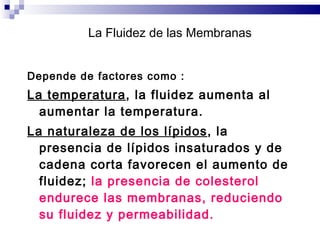 La Fluidez de las Membranas Depende de factores como :  La temperatura , la fluidez aumenta al aumentar la temperatura.  La naturaleza de los lípidos , la presencia de lípidos insaturados y de cadena corta favorecen el aumento de fluidez;  la presencia de colesterol endurece las membranas, reduciendo su fluidez y permeabilidad . 