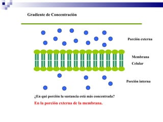 Gradiente de Concentración Membrana Celular   Porción externa Porción interna ¿En qué porción la sustancia está más concentrada? En la porción externa de la membrana. 