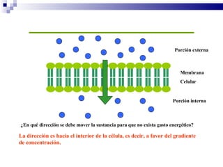 Porción   externa Membrana Celular   Porción   interna ¿En qué dirección se debe mover la sustancia para que no exista gasto energético? La dirección es hacia el interior de la célula, es decir, a favor del gradiente de concentración. 