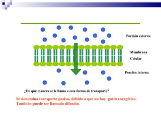Porción   externa Membrana Celular   Porción   interna ¿De qué manera se le llama a esta forma de transporte? Se denomina transporte pasivo, debido a que no hay  gasto energético. También puede ser llamado difusión. 