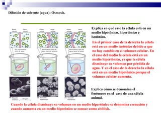 Difusión de solvente (agua): Osmosis. Explica en qué caso la célula está en un medio hipotónico, hipertónico e isotónico. Explica cómo se denomina el fenómeno en el  caso de una célula animal. En el primer caso de la derecha la célula está en un medio isotónico debido a que no hay cambio en el volumen celular. En el caso del medio la célula está en un medio hipertónico, ya que la célula disminuye su volumen por pérdida de agua. Y en el caso de la derecha la célula está en un medio hipotónico porque el volumen celular aumenta.  Cuando la célula disminuye su volumen en un medio hipertónico se denomina crenación y cuando aumenta en un medio hipotónico se conoce como citólisis. 