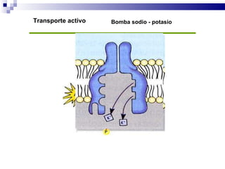 Transporte activo Bomba sodio - potasio 