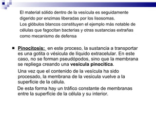 El material sólido dentro de la vesícula es seguidamente digerido por enzimas liberadas por los lisosomas. Los glóbulos blancos constituyen el ejemplo más notable de células que fagocitan bacterias y otras sustancias extrañas como mecanismo de defensa Pinocitosis:  en este proceso, la sustancia a transportar es una gotita o vésicula de líquido extracelular. En este caso, no se forman pseudópodos, sino que la membrana se repliega creando una  vesícula pinocítica . Una vez que el contenido de la vesícula ha sido procesado, la membrana de la vesicula vuelve a la superficie de la célula. De esta forma hay un tráfico constante de membranas entre la superficie de la célula y su interior.  