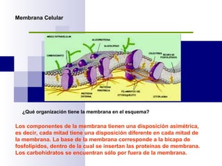 Membrana Celular ¿Qué organización tiene la membrana en el esquema? Los componentes de la membrana tienen una disposición asimétrica, es decir, cada mitad tiene una disposición diferente en cada mitad de la membrana. La base de la membrana corresponde a la bicapa de fosfolípidos, dentro de la cual se insertan las proteínas de membrana. Los carbohidratos se encuentran sólo por fuera de la membrana. 