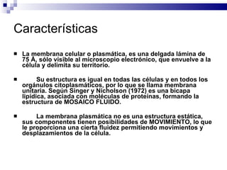 Características La membrana  celular o  plasmática ,  es una delgada lámina de 75 Å , sólo visible al microscopio electrónico,  que envuelve a la célula  y  delimita  su  territorio .   Su estructura es igual en todas las células y en todos los orgánulos citoplasmáticos, por lo que se llama membrana unitaria. Según Singer y Nicholson (1972) es una bicapa lipídica, asociada con moléculas de proteínas, formando la estructura de MOSAICO FLUIDO .  La membrana plasmática no es una estructura estática, sus componentes tienen posibilidades de MOVIMIENTO, lo que le proporciona una cierta fluidez   permitiendo movimientos y desplazamientos de la célula. 