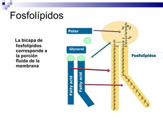 Fosfolípidos La bicapa de fosfolípidos corresponde a  la porción fluida de la membrana Fosfolípidos Polar group Glycerol Fatty acid Fatty acid 