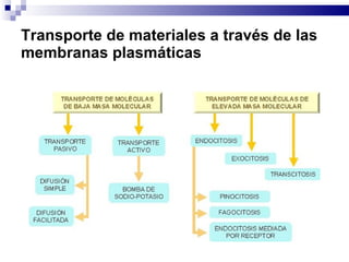 Transporte de materiales a  través de las membranas plasmáticas 