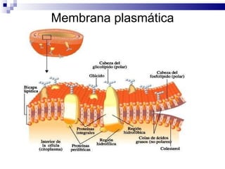 Membrana plasmática 