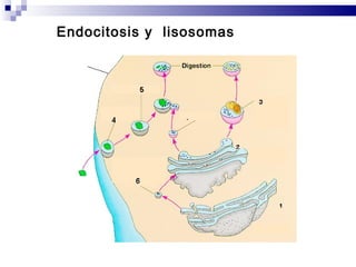 Endocitosis y  lisosomas 