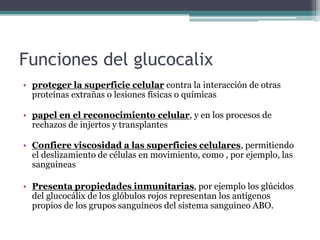 Funciones del glucocalix
• proteger la superficie celular contra la interacción de otras
proteínas extrañas o lesiones físicas o químicas
• papel en el reconocimiento celular, y en los procesos de
rechazos de injertos y transplantes
• Confiere viscosidad a las superficies celulares, permitiendo
el deslizamiento de células en movimiento, como , por ejemplo, las
sanguineas
• Presenta propiedades inmunitarias, por ejemplo los glúcidos
del glucocálix de los glóbulos rojos representan los antígenos
propios de los grupos sanguineos del sistema sanguineo ABO.
 
