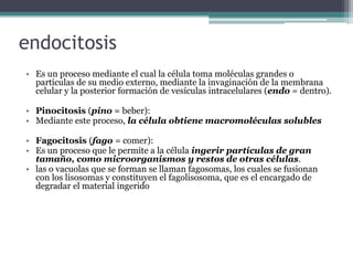 endocitosis
• Es un proceso mediante el cual la célula toma moléculas grandes o
partículas de su medio externo, mediante la invaginación de la membrana
celular y la posterior formación de vesículas intracelulares (endo = dentro).
• Pinocitosis (pino = beber):
• Mediante este proceso, la célula obtiene macromoléculas solubles
• Fagocitosis (fago = comer):
• Es un proceso que le permite a la célula ingerir partículas de gran
tamaño, como microorganismos y restos de otras células.
• las o vacuolas que se forman se llaman fagosomas, los cuales se fusionan
con los lisosomas y constituyen el fagolisosoma, que es el encargado de
degradar el material ingerido
 