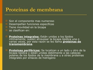 Proteínas de membrana
 Son el componente mas numeroso
 Desempeñan funciones especificas
 Tiene movilidad en la bicapa
 se clasifican en:
 Proteinas integrales: Están unidas a los lípidos
intímamente, suelen atravesar la bicapa lípidica una o
varias veces, por esta razón se les llama proteinas de
transmembrana.
 Proteinas periféricas: Se localizan a un lado u otro de la
bicapa lipídica y están unidas debilmente a las cabezas
polares de los lípidos de la membrana u a otras proteinas
integrales por enlaces de hidrógeno
 