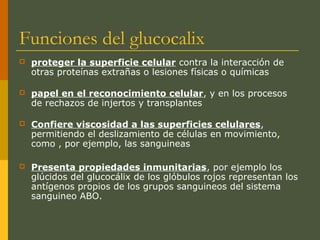 Funciones del glucocalix
 proteger la superficie celular contra la interacción de
otras proteínas extrañas o lesiones físicas o químicas
 papel en el reconocimiento celular, y en los procesos
de rechazos de injertos y transplantes
 Confiere viscosidad a las superficies celulares,
permitiendo el deslizamiento de células en movimiento,
como , por ejemplo, las sanguineas
 Presenta propiedades inmunitarias, por ejemplo los
glúcidos del glucocálix de los glóbulos rojos representan los
antígenos propios de los grupos sanguineos del sistema
sanguineo ABO.
 