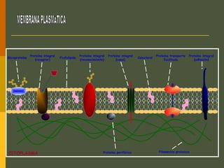 Glicoproteína
Proteína periférica
Proteína integral
(receptor)
Proteína integral
(reconocimiento)
Proteína integral
(canal)
Proteína integral
(adhesión)
Proteína transporte
facilitado
Colesterol
Filamentos proteicos
Fosfolípido
CITOPLASMA
 
