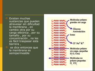  Existen muchas
sustancias que pueden
atravesar sin dificultad
la membrana , en
cambio otra por su
carga eléctrica , por su
tamaño , por su
concentración , no les
es fácil traspasar esta
barrera ,
 se dice entonces que
la membrana es
semipermeable
 