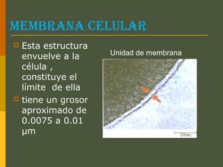 MeMbrana celular
 Esta estructura
envuelve a la
célula ,
constituye el
límite de ella
 tiene un grosor
aproximado de
0.0075 a 0.01
µm
Unidad de membrana
 
