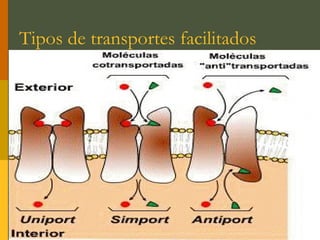 Tipos de transportes facilitados
 