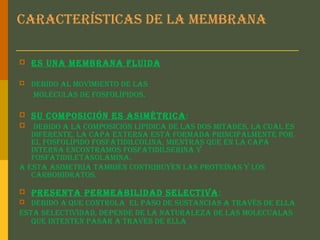 características de la MeMbrana
 es una MeMbrana fluida:
 debido al MoviMiento de las
Moléculas de fosfolípidos.
 su coMposición es asiMétrica:
 debido a la coMposición lipídica de las dos Mitades, la cual es
diferente. la capa externa está forMada principalMente por
el fosfolípido fosfatidilcolina, Mientras que en la capa
interna encontraMos fosfatidilserina y
fosfatidiletanolaMina.
a esta asiMetría taMbién contribuyen las proteínas y los
carbohidratos.
 presenta perMeabilidad selectiva:
 debido a que controla el paso de sustancias a través de ella
esta selectividad, depende de la naturaleza de las Molecualas
que intenten pasar a traves de ella.
 