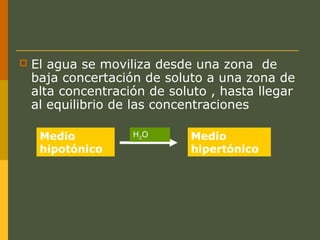  El agua se moviliza desde una zona de
baja concertación de soluto a una zona de
alta concentración de soluto , hasta llegar
al equilibrio de las concentraciones
Medio
hipotónico
Medio
hipertónico
H2O
 