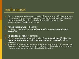 endocitosis
 Es un proceso mediante el cual la célula toma moléculas grandes
o partículas de su medio externo, mediante la invaginación de la
membrana celular y la posterior formación de vesículas
intracelulares (endo = dentro).
 Pinocitosis (pino = beber):
 Mediante este proceso, la célula obtiene macromoléculas
solubles
 Fagocitosis (fago = comer):
 Es un proceso que le permite a la célula ingerir partículas de
gran tamaño, como microorganismos y restos de otras
células.
 las o vacuolas que se forman se llaman fagosomas, los cuales se
fusionan con los lisosomas y constituyen el fagolisosoma, que es
el encargado de degradar el material ingerido
 