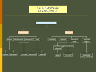 LA MEMBRANALA MEMBRANA
PLASMÁTICAPLASMÁTICA
ESTRUCTURA FUNCIÓN
LípidosProteínas
Integrales Periféricas
Glucoproteínas Glucolípidos Estructural Conexiones
celulares
Señalización
celular
Glucocalix
LA MEMBRANA PLASMÁTICA
Pequeñas
moléculas
Uniones ocluyentes
Desmosomas
Uniones de hendidura
Fosfolípidos Colesterol
Macromoléculas
ACTIVO
PASIVO
ENDOCITOSIS
EXOCITOSIS
Transporte
 