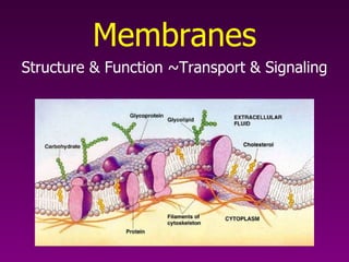 Membranes Structure & Function ~Transport & Signaling 