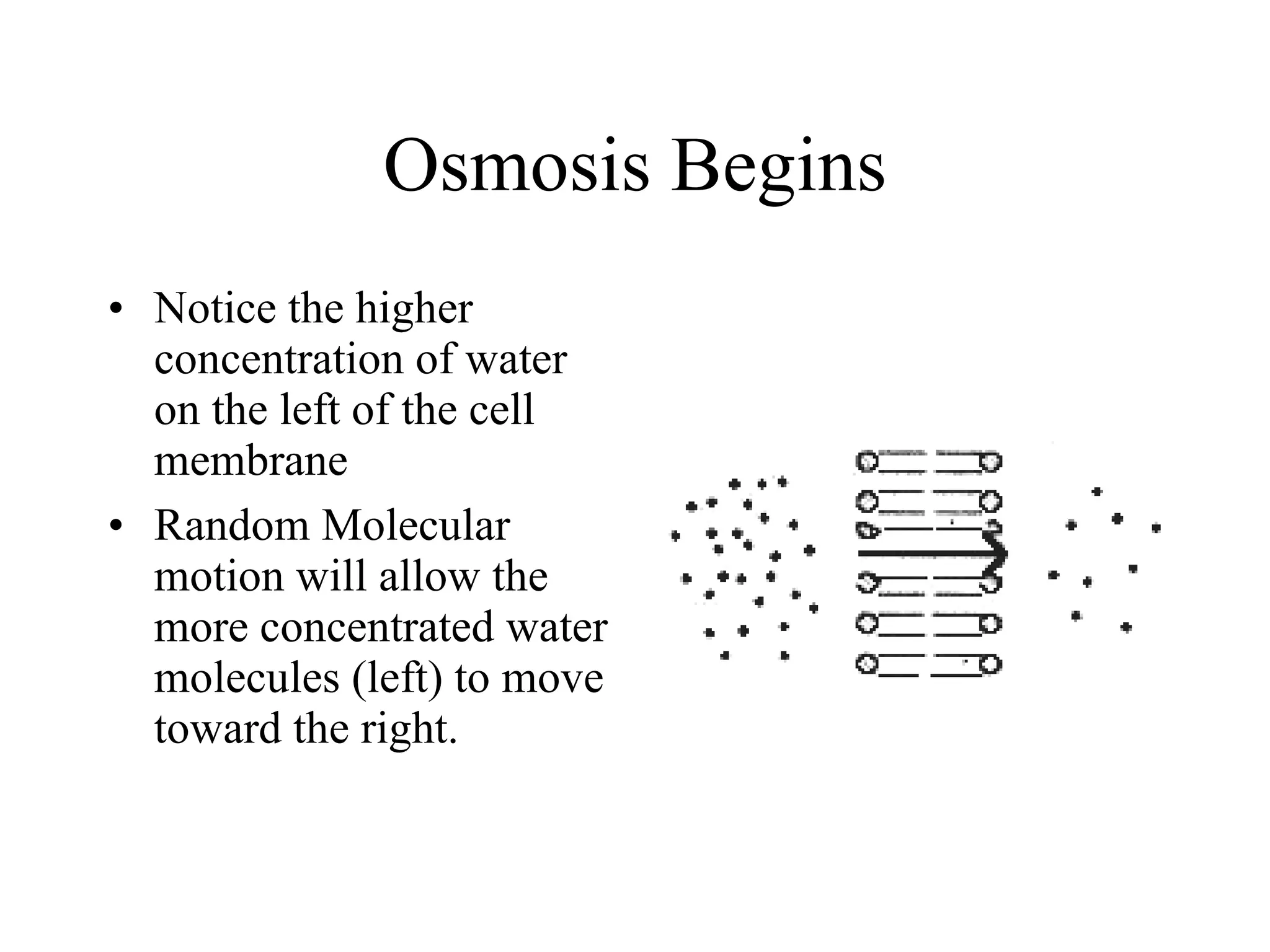 Osmosis Begins Notice the higher concentration of water on the left of the cell membrane Random Molecular motion will allow the more concentrated water molecules (left) to move toward the right. 
