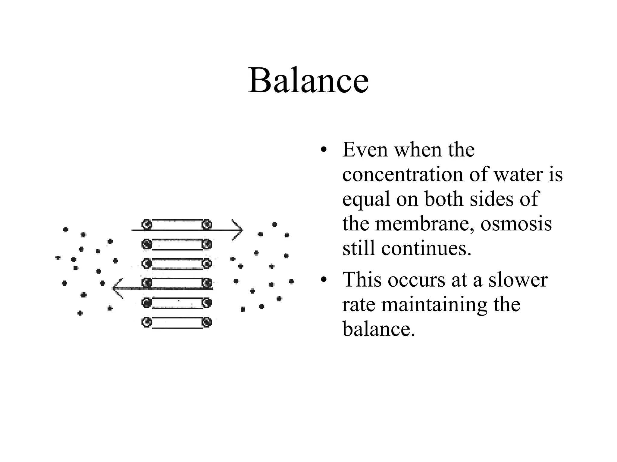 Balance Even when the concentration of water is equal on both sides of the membrane, osmosis still continues. This occurs at a slower rate maintaining the balance. 