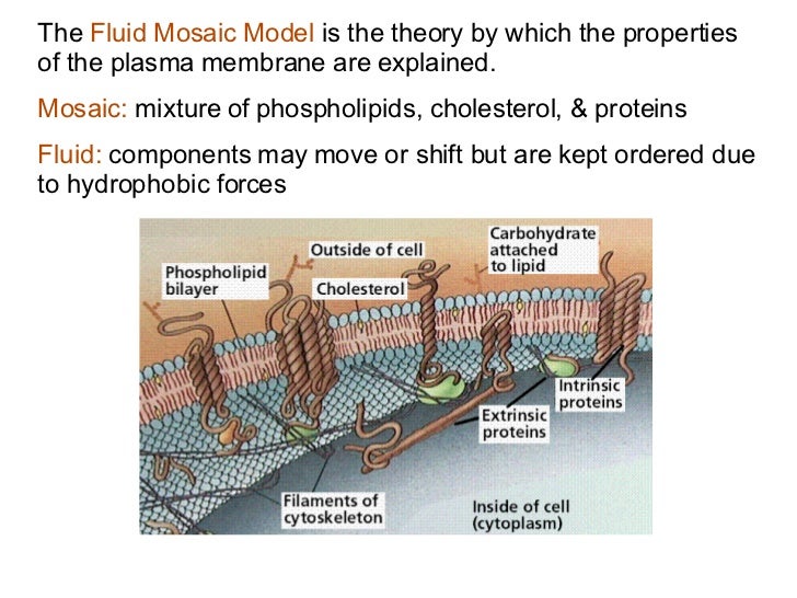 Osmosis Through Cell Membrane